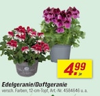 Edelgeranie/Duftgeranie Angebote bei toom Baumarkt Hannover für 4,99 €