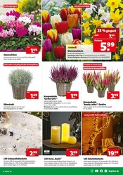Blumenzwiebeln im Hagebaumarkt Prospekt in Hemer Aktueller Hagebaumarkt Prospekt mit Blumenzwiebeln, "TANKE MIT UNS SONNENSTROM", Seite 15
