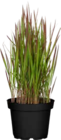 Japanisches Blut-gras „Red Baron“ im OBI Prospekt Japanisches Blut-gras „Red Baron“ von Grow by Obi im aktuellen OBI Prospekt für 12,99 €