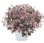 toom Baumarkt Mesekenhagen - Rosa Zauberschnee Angebot im Prospekt Rosa Zauberschnee bei toom Baumarkt im Mesekenhagen Prospekt für 3,99 €