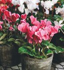 Mini Cyclamen en promo chez Jardiland Mini Cyclamen dans le catalogue Jardiland