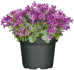 Hagebaumarkt Neubrandenburg - Glockenblume Angebot im Prospekt Glockenblume bei Hagebaumarkt im Neubrandenburg Prospekt für 3,99 €