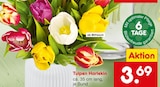 Tulpen Harlekin Angebote bei Netto Marken-Discount Coburg für 3,69 €