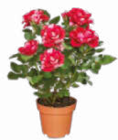 zweifarbige Rose im Angebot bei Netto Marken-Discount in Ahaus zweifarbige Rose Angebote bei Netto Marken-Discount Ahaus für 2,99 €