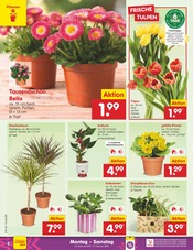 Aktueller Netto Marken-Discount Prospekt mit Tulpen, "Aktuelle Angebote", Seite 6