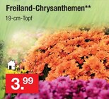 Freiland-Chrysanthemen im Angebot bei Zimmermann in Hannover Freiland-Chrysanthemen Angebote bei Zimmermann Hannover für 3,99 €
