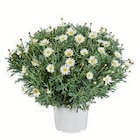 Margeritenbusch bei Lidl im Murrhardt Prospekt für 4,99 €