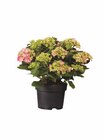 Lidl Wittstock - Gartenhortensien Angebot im Prospekt Gartenhortensien bei Lidl im Wittstock Prospekt für 5,99 €