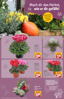 Gartenmöbel im REWE Prospekt "Dein Markt" mit 38 Seiten (Berlin)