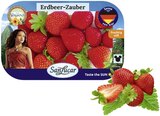 Erdbeeren im Angebot bei REWE in Heidenheim Erdbeeren Angebote bei REWE Heidenheim für 2,99 €