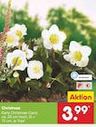 Christrose im Angebot bei Netto Marken-Discount in Wetzlar Christrose Angebote bei Netto Marken-Discount Wetzlar für 3,99 €