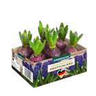 Frühlingszwiebeln oder Primeln von GARDENLINE im aktuellen ALDI SÜD Prospekt für 2,99 €