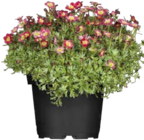 Steinbrech (Saxifraga) Angebote bei Globus-Baumarkt Dresden für 1,99 €