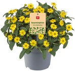 Husarenknopf im Angebot bei REWE in Euskirchen Husarenknopf Angebote von REWE Beste Wahl bei REWE Euskirchen für 1,99 €