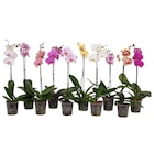 Orchidée - Carrefour à Grenoble Orchidée en promo chez Carrefour Grenoble à 4,99 €