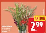 Mini-Gladiolen für 2,99 € bei EDEKA im Angebot Mini-Gladiolen im aktuellen EDEKA Prospekt