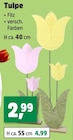 Tulpe Angebote bei Thomas Philipps Hürth für 2,99 €