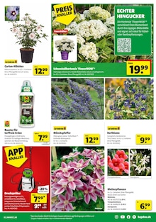 Hortensie im Hagebaumarkt Prospekt "BRING DEIN ZUHAUSE ZUM STRAHLEN" mit 20 Seiten (Mönchengladbach)
