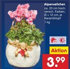 Aktuelles Alpenveilchen Angebot bei Netto Marken-Discount in Aachen ab 3,99 €