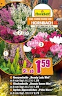 Knospenheide Beauty Lady Mini von FloraSelf im aktuellen Hornbach Prospekt