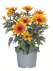 Sonnenauge im Angebot bei toom Baumarkt in Heidelberg Sonnenauge Angebote bei toom Baumarkt Heidelberg für 5,99 €