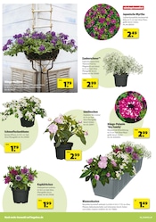 Blumenkasten im Hagebaumarkt Prospekt in Wiesbaden Aktueller Hagebaumarkt Prospekt mit Blumenkasten, "Schenk mit uns von Herzen", Seite 4