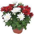 Chrysantheme Angebote bei Penny Salzgitter für 1,69 €