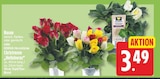 Herzstücke Christrosen "Helleborus" von EDEKA für 3,49 € bei EDEKA im Angebot Herzstücke Christrosen "Helleborus" von EDEKA im aktuellen EDEKA Prospekt