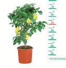 Lidl Niederalteich Prospekt mit  im Angebot für 19,99 €