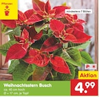 Weihnachtsstern Busch im Netto Marken-Discount Prospekt Weihnachtsstern Busch im aktuellen Netto Marken-Discount Prospekt für 4,99 €