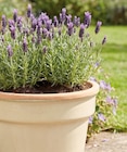 Schopf-Lavendel „Anouk“ von  im aktuellen Hornbach Prospekt für 7,99 €