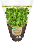 Bio Basilikum XL im Angebot bei REWE in Stuttgart Bio Basilikum XL Angebote von REWE Bio bei REWE Stuttgart