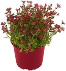 Steinbrech Angebote bei REWE Hilden für 2,29 €