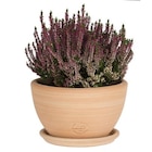 Botanic Anthy-sur-Léman - Promo Coupe Cuenco lisse en terre cuite D40x H20 Promo Coupe Cuenco lisse en terre cuite D40x H20 à 25,99 € dans le catalogue Botanic à Anthy-sur-Léman