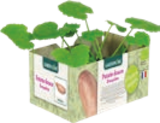 LOT DE 6 PLANTS DE PATATE DOUCE - GARDENLINE en promo chez Aldi LOT DE 6 PLANTS DE PATATE DOUCE - GARDENLINE dans le catalogue Aldi