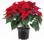 Grande étoile de Noël en promo chez Lidl Grande étoile de Noël dans le catalogue Lidl