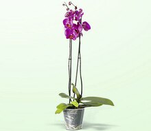 Casino Supermarchés Lens - Orchidées 2 branches Promo Orchidées 2 branches dans le catalogue Casino Supermarchés "Le mois Casinomania" à Lens