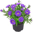 Glattblatt-Aster im Penny Prospekt Glattblatt-Aster im aktuellen Penny Prospekt für 1,49 €