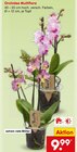 Orchidee Multiflora im Angebot bei Netto Marken-Discount in Hagen Orchidee Multiflora Angebote bei Netto Marken-Discount Hagen für 9,99 €