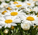 Margerite oder Mädchenauge im Pflanzen Kölle Prospekt zum Preis von 3,59 €