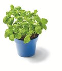 Topfkräuter Angebot in Friedberg (Hessen) Topfkräuter im aktuellen Prospekt bei Lidl in Friedberg (Hessen)