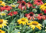 Sonnenhut-Mix „Echinacea Hybrida Mix“ für 13,95 € bei Hornbach im Angebot Sonnenhut-Mix „Echinacea Hybrida Mix“ im aktuellen Hornbach Prospekt