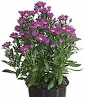 Dehner Garten-Center Bad Dürrheim - GLATTBLATT-ASTER Angebot im Prospekt GLATTBLATT-ASTER bei Dehner Garten-Center im Bad Dürrheim Prospekt für 2,79 €
