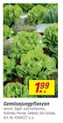 Gemüsesjungpflanzen im aktuellen toom Baumarkt Prospekt für 1,99 €
