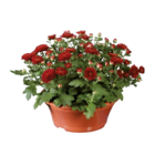 Chrysanthemes en coupe en promo chez Lidl Calais à 3,99 €