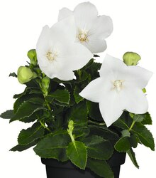Jawoll Schmelz - Ballonblume Ballonblume Angebot bei Jawoll Schmelz im Prospekt "Aktuelle Angebote"