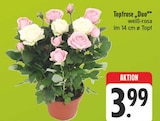 EDEKA - Topfrose Duo Angebot im Prospekt Topfrose Duo bei EDEKA im Prospekt "" für 3,99 €