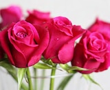 Nimm mich mit Rose im aktuellen Pflanzen Kölle Prospekt