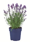 Lavendel angustifolia, Ø = 12 cm. Je Topf im aktuellen Prospekt bei Lidl in Ritterhude