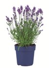Lavendel angustifolia, Ø = 12 cm. Je Topf Angebot in Ritterhude Lavendel angustifolia, Ø = 12 cm. Je Topf im aktuellen Prospekt bei Lidl in Ritterhude